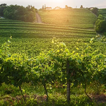 Гостевой дом Kabaj Wine & Dine