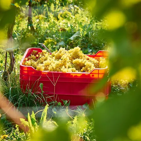 Гостевой дом Kabaj Wine & Dine Доброво