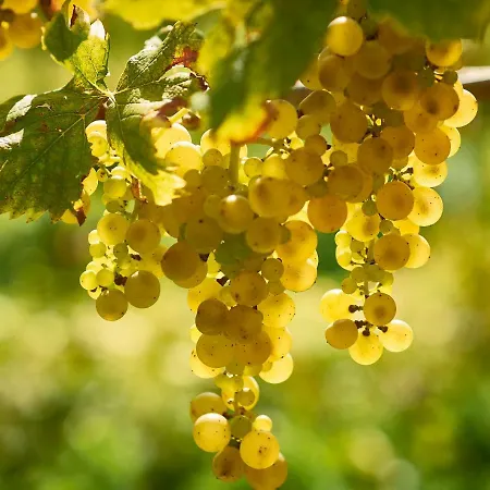 Gostinjska kuća Kabaj Wine & Dine