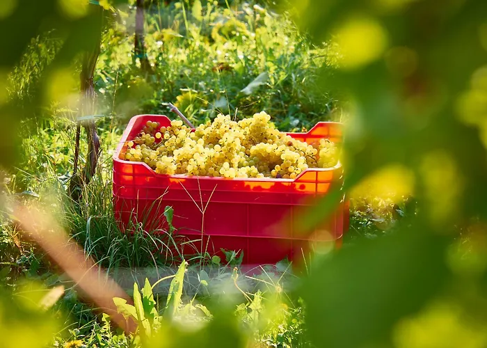 بيت ضيافة Kabaj Wine & Dine دوبروفو