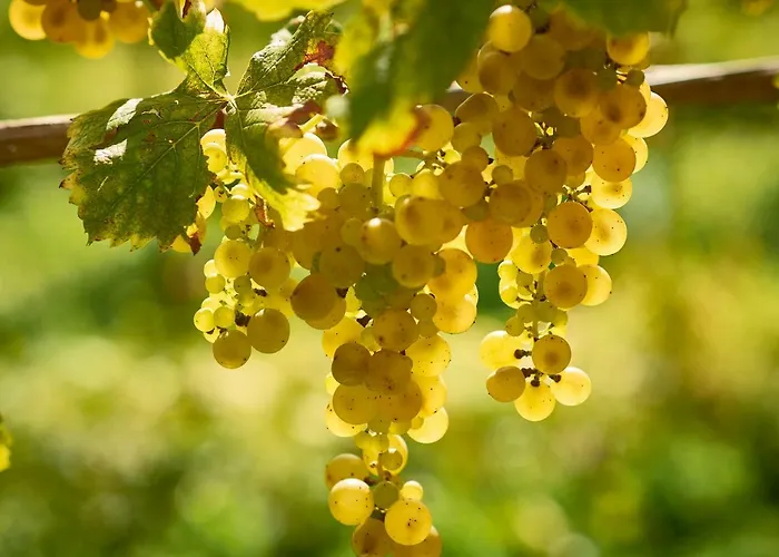 ゲストハウス Kabaj Wine & Dine